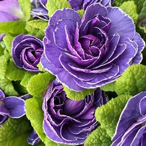 Primula Belarina Amethyst Ice, Primrose 'Belarina Amethyst Ice', Belarina Series, Double Primroses, Blue Primoses, Shade plants, shade perennial, plants for shade, plants for wet soils, spring flowers